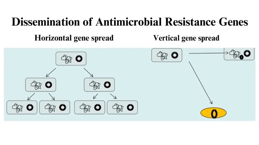 horizontal-vs-vetical-gene-transfer-in-antibiotic-resistance