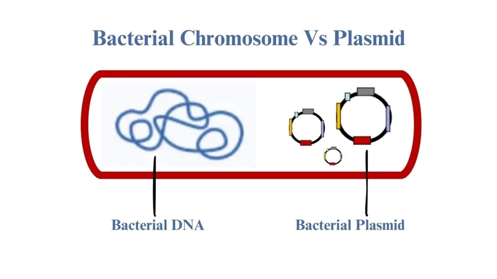 how-many-types-of-plasmid