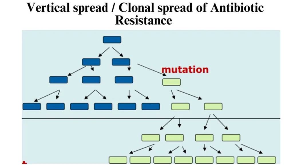 vertical-gene-transfer-antibiotic-resistance