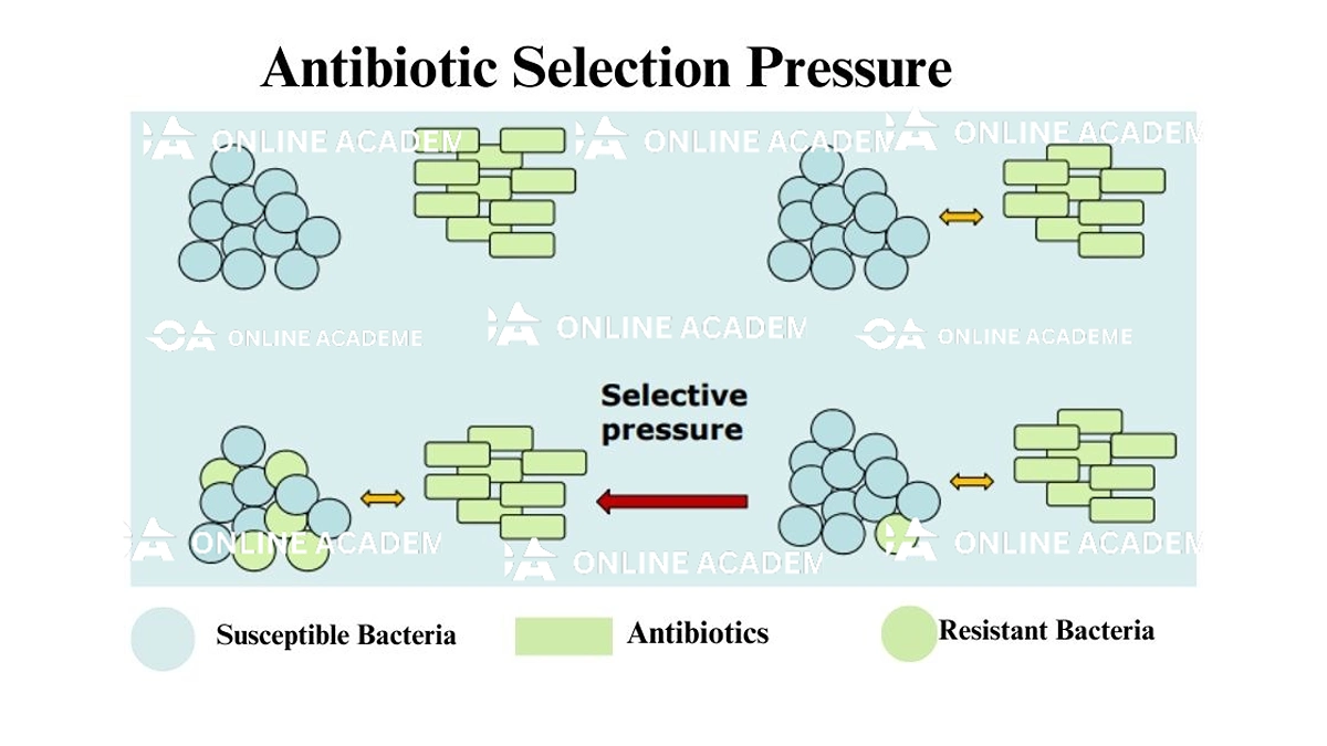 what-is-selection-pressure
