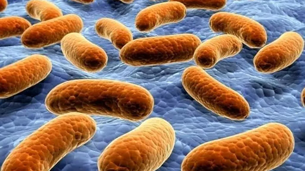 discovery of bacteria