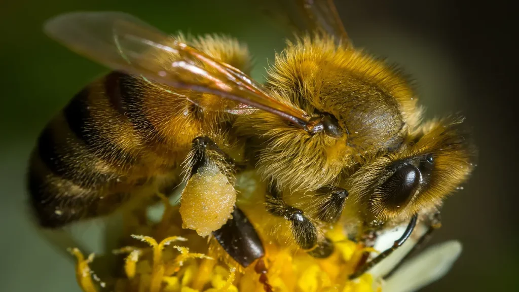 pollination-bee