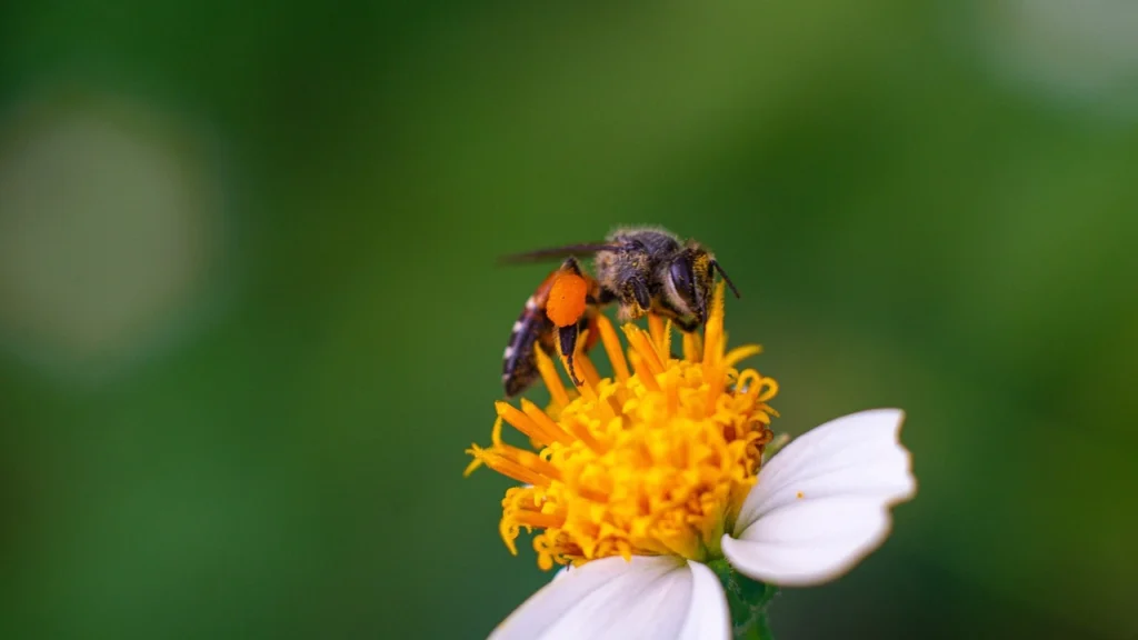smallest-honey-bee-1-1
