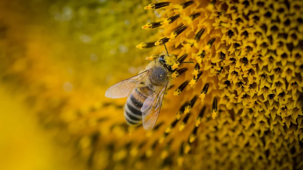 life-cycle-of-honeybees-1
