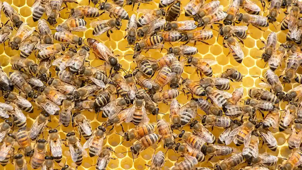 life-cycle-of-honeybees